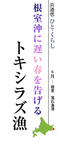 根室沖に春を告げる　トキシラズ漁