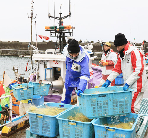 石狩湾漁協　厚田漁港　復活の春告魚　厚田のにしん刺し網漁