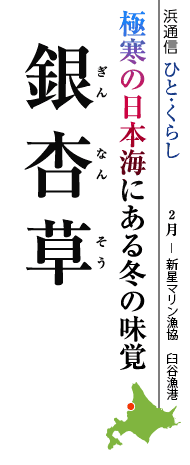 極寒の日本海にある冬の味覚　銀杏草