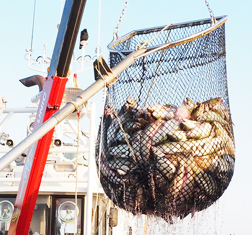 紋別漁協　紋別漁港　冬のお料理を彩る鮭　紋別の秋鮭定置網漁