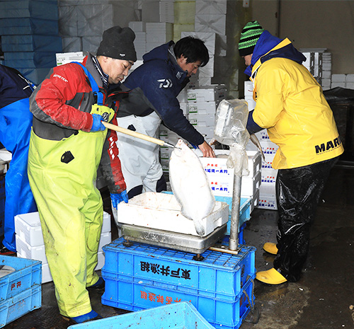 戸井漁協　汐首漁港　超新鮮・旬の味　戸井のばばがれい延縄漁