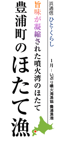 旨味が凝縮された噴火湾のほたて　豊浦町のほたて漁