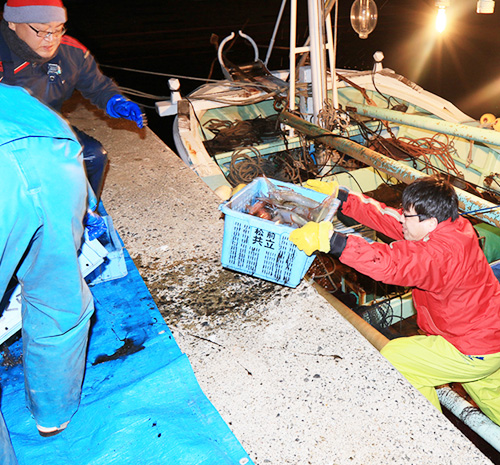 松前さくら漁協　松前町のやりいか　電光敷き網漁