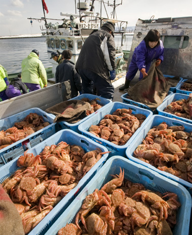 海明けのオホーツク　毛ガニ漁