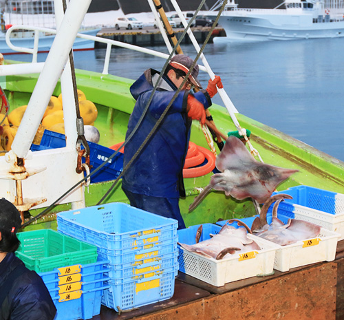 増毛漁協　増毛漁港　寒い季節が旬　日本海・増毛沖のかすべ漁