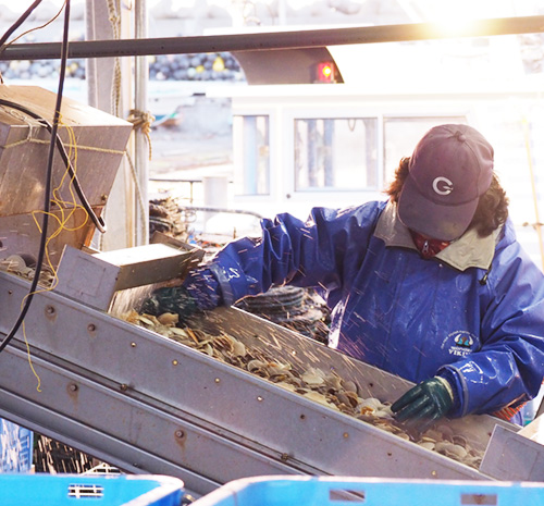 小樽市漁協　祝津港　さらなる海へとつながる、小さな春の恵み　祝津のほたて貝養殖漁業