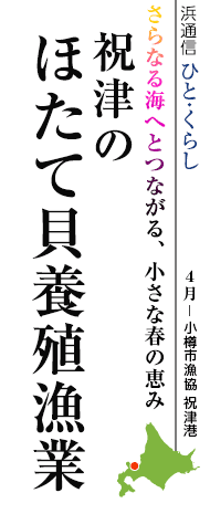 さらなる海へとつながる、小さな春の恵み　祝津のほたて貝養殖漁業