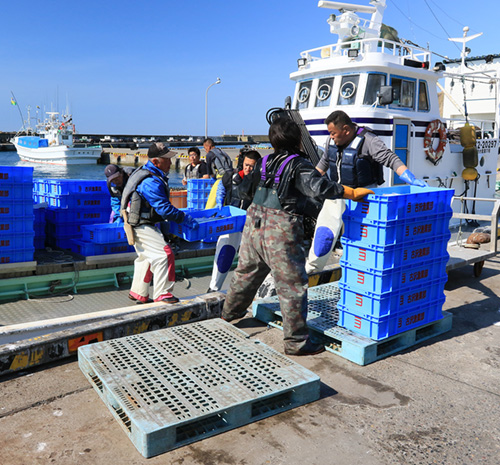 昆布森漁協　昆布森漁港　最高級  船上活〆時鮭　昆布森沖の春のさけ定置網漁