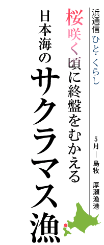 桜咲く頃に終盤をむかえる　日本海のサクラマス漁