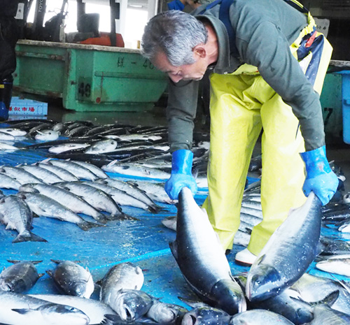 日高中央漁協　様似港　北海道初夏の旨味を楽しむ　時鮭定置網漁