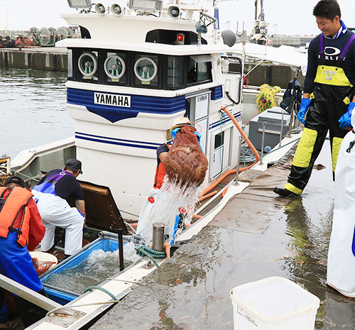 北るもい漁協　羽幌漁港　とっきが高く隆起する最高級まなまこ　羽幌沖のなまこ桁網漁