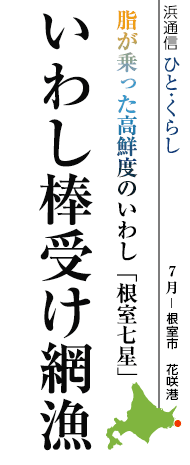 脂が乗った高鮮度のいわし「根室七星」　いわし棒受け網漁