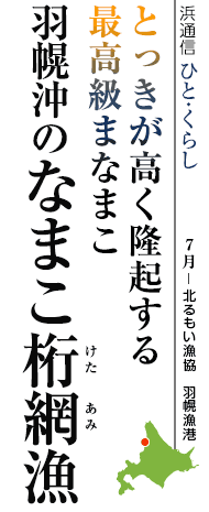 とっきが高く隆起する最高級まなまこ　羽幌沖のなまこ桁網漁