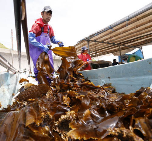 羅臼漁港 手塩にかけて旨みを磨き上げる 羅臼の昆布漁