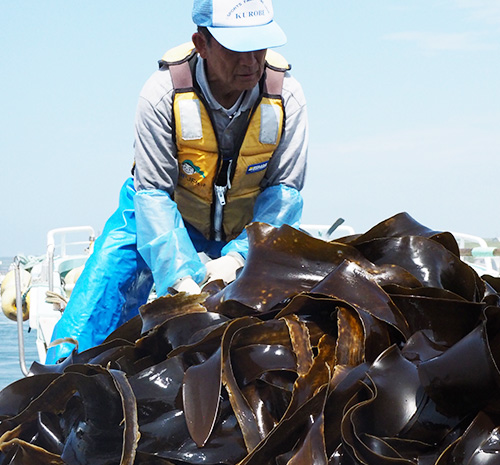 歯舞漁協　友知漁港　豊かな海流で育つ　夏長昆布漁