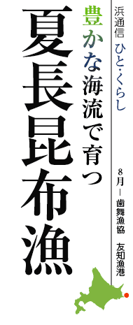 豊かな海流で育つ　夏長昆布