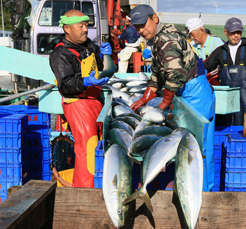 南かやべ漁協　木直漁港　北海道における大謀網発祥の地　大謀網（定置網）漁