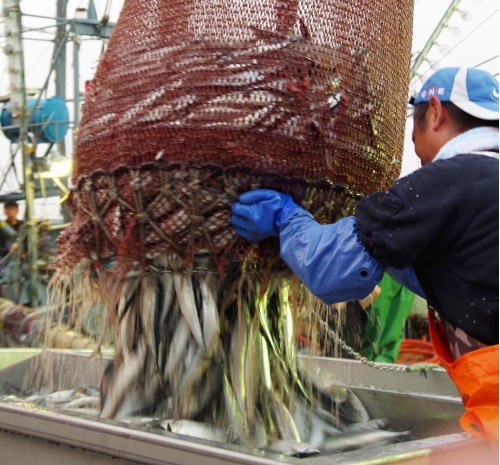 厚岸港 秋の味覚を追いかける 厚岸のさんま漁