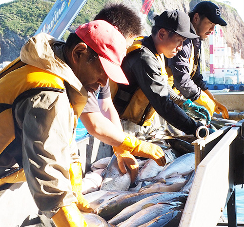 斜里第一漁協　ウトロ港　鮭の水揚げ日本一　秋鮭定置網漁