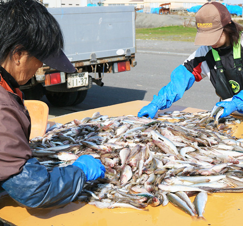 鵡川漁協　鵡川漁港　ししゃもの簾がそよ風に揺らぐ　ししゃもこぎ漁