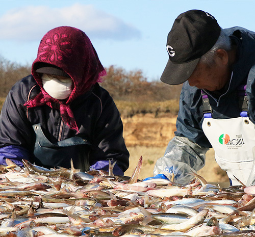 大樹漁協　大樹漁港　北海道生まれ、近海育ちの固有種　十勝のししゃもこぎ網漁