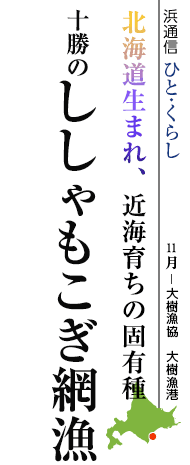 北海道生まれ、近海育ちの固有種　十勝のししゃもこぎ網漁