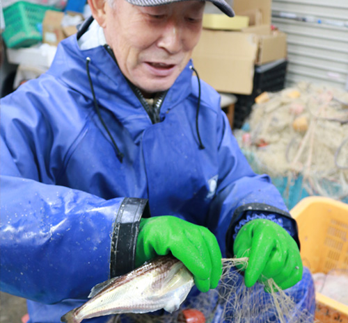 石狩湾漁協　厚田港　地域に愛され続ける冬の味覚　厚田のはたはた漁