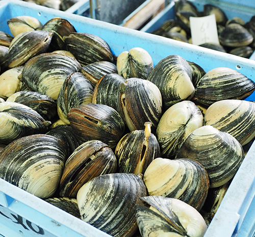 鵡川漁協　鵡川漁港　冬の旨さを味わう　噴流式縦引網ほっき