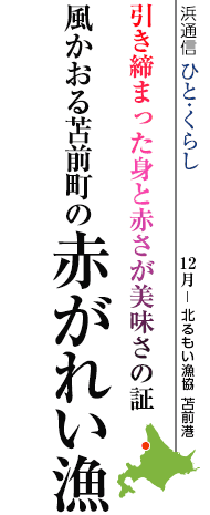 引き締まった身と赤さが美味さの証 風かおる苫前町の赤がれい漁