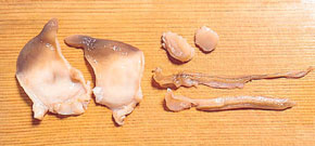 ほっき貝の身のさばき方 おさかな料理の基本 北海道ぎょれん