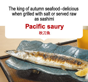 The king of autumn seafood – delicious when grilled with salt or served raw as sashimi Pacific saury 秋刀魚