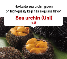 Hokkaido sea urchin grown on high-quality kelp has exquisite flavor. Sea urchin (Uni) 海膽