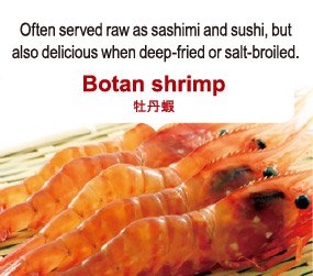 Often served raw as sashimi and sushi, but also delicious when deep-fried or salt-broiled. Botan shrimp 牡丹蝦
