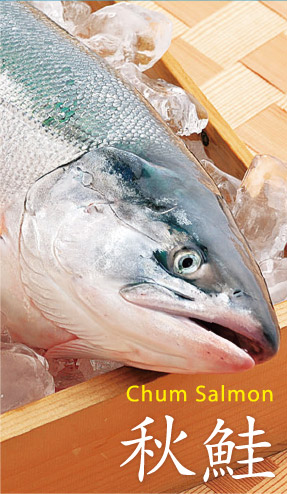 Chum salmon 秋鮭