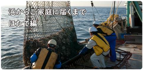 ほたて編「浜からご家族に届くまで」