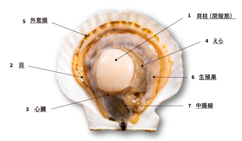 1貝柱（閉殻筋）2目3心臓4えら5外套膜6生殖巣7中腸線