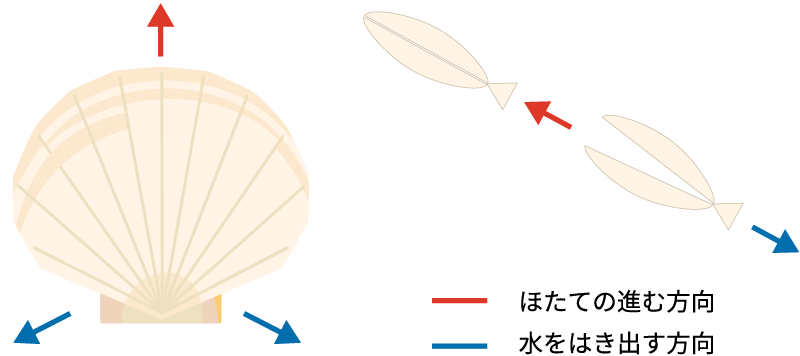 ほたての進む方向・水をはき出す方向