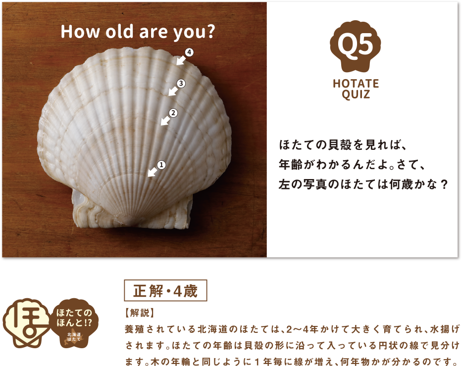 ほたての貝殻を見れば、年齢がわかるんだよ。さて、左の写真のほたては何歳かな？