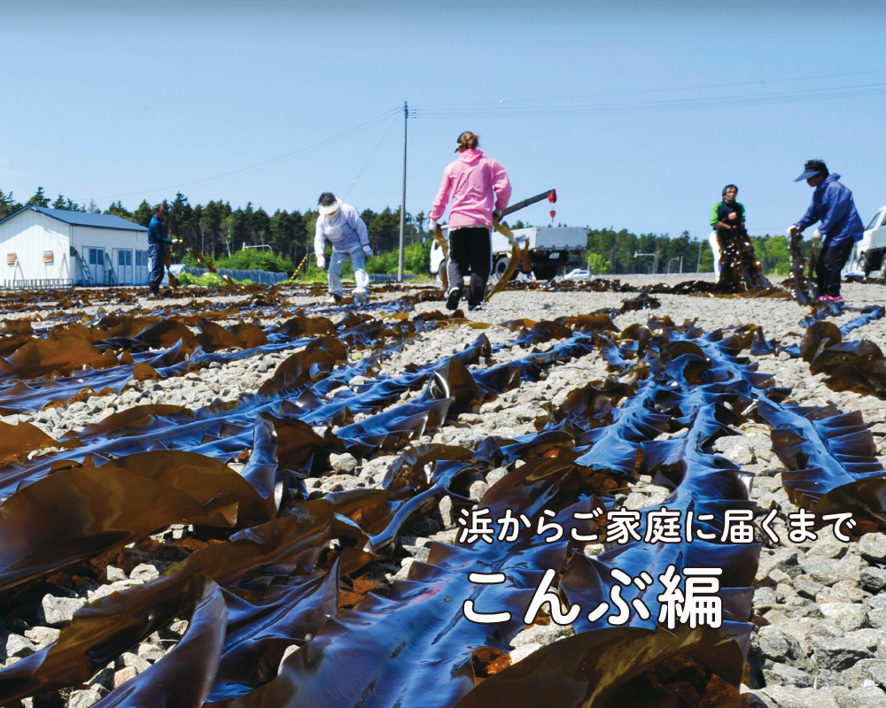 こんぶ編「浜からご家族に届くまで」