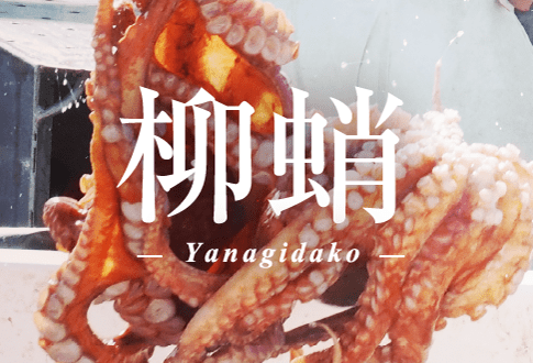 柳蛸
