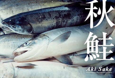 秋鮭