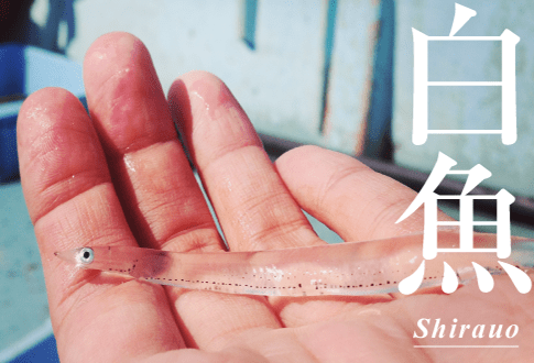 白魚