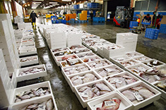 原料魚介類の品質管理１