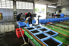 原料魚介類の品質管理２
